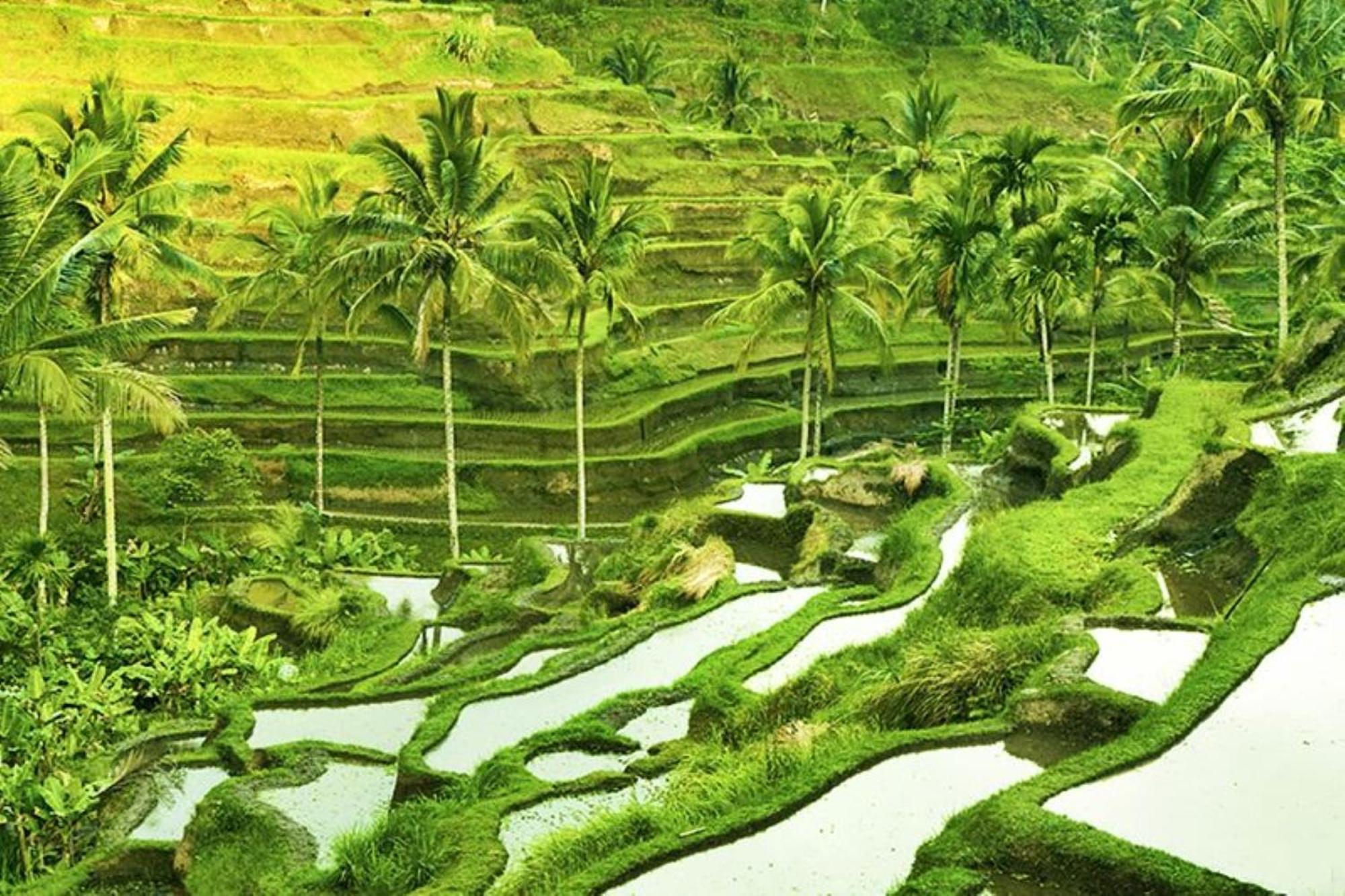 Asvara Villa Ubud By Ini Vie Hospitality Ngoại thất bức ảnh